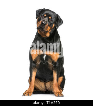 Rottweiler, 1 Jahr alt, sitzt vor weißem Hintergrund Stockfoto