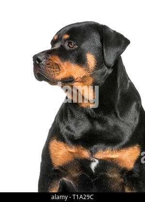 Rottweiler, 1 Jahr alt, sitzt vor weißem Hintergrund Stockfoto