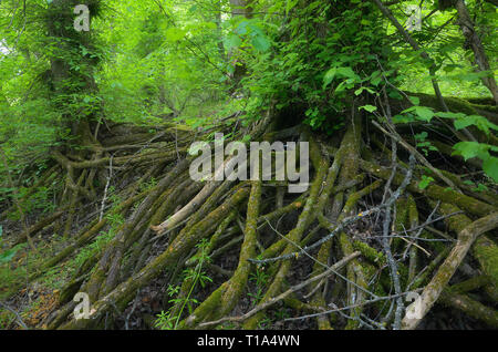 Erstaunliche baum Wurzeln tief im Wald. Herrliche Landschaft Stockfoto