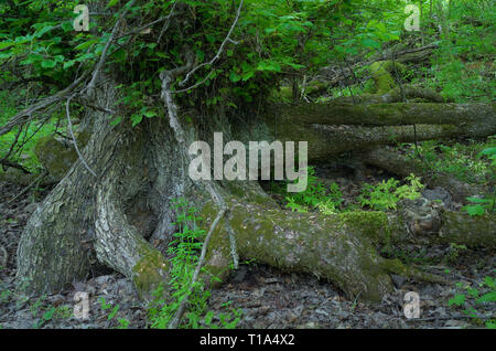 Erstaunliche baum Wurzeln tief im Wald. Herrliche Landschaft Stockfoto