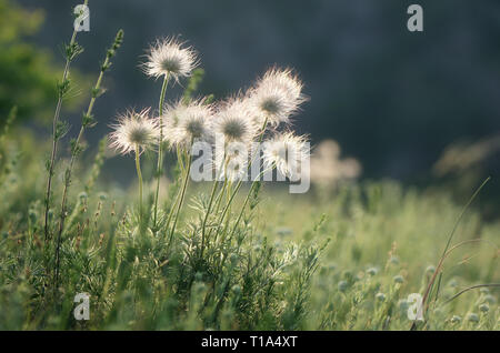 Verwelkte Blüten auf einer sonnigen Wiese. Schöne Löwenzahn im Sonnenlicht. Anemone pratensis Stockfoto