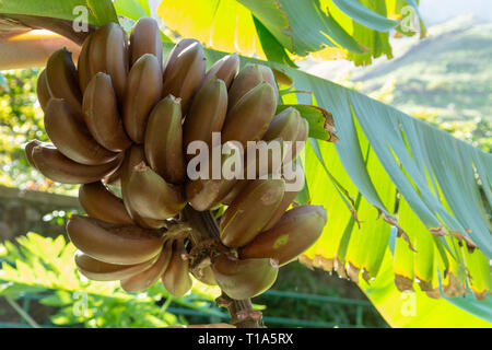 Bündel von süßen roten Bananen hängen an Tropical banana Palm Tree Nahaufnahme Stockfoto