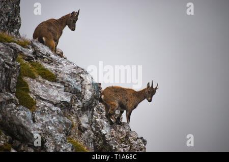 Zwei junge Steinböcke (Capra ibex), auch als der Steinbock oder bouquetin, Hagengebirge, Nationalpark Berchtesgaden, Deutschland Stockfoto