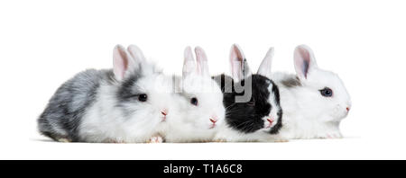 Vier junge Kaninchen, 8 Wochen alt, in einer Reihe vor weißem Hintergrund Stockfoto