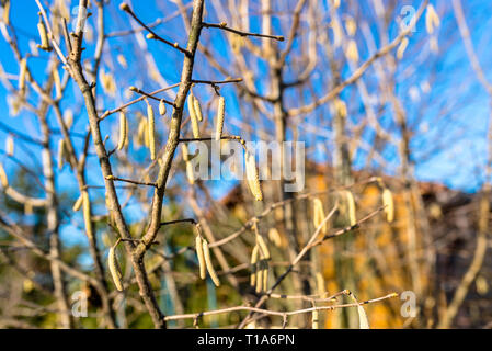 Blühende Birke, Zweige eines Silver Birch mit Birke palmkätzchen, im Hintergrund der blauen Himmel. Stockfoto