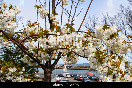 Eine kleine Kirschblüte Baum in voller Blüte mit Blick auf den Hafen von Dun Laoghaire. Stockfoto