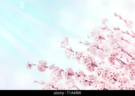 Cherry Tree Frühling Zweige mit rosa Blumen und Schmetterling auf die unscharfen blauen Hintergrund. Sakura Blossom. Stockfoto