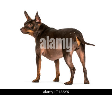 Zwergpinscher vor weißem Hintergrund Stockfoto