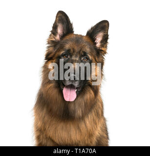 Alte deutsche Schäferhund vor weißem Hintergrund Stockfoto