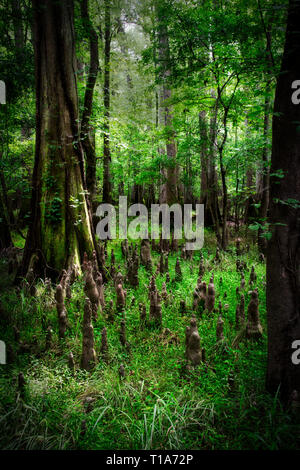 Die Sumpflandschaft der Congaree Nationalpark Stockfoto