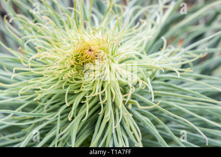 Niedrigere Wachstum der Echium wildpretii Anlage ab Frühling in der chinyero Gegend von Teneriffa, Kanarische Inseln, Spanien zu wachsen Stockfoto