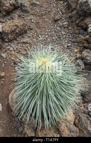 Niedrigere Wachstum der Echium wildpretii Anlage ab Frühling in der chinyero Gegend von Teneriffa, Kanarische Inseln, Spanien zu wachsen Stockfoto