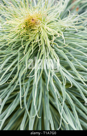 Niedrigere Wachstum der Echium wildpretii Anlage ab Frühling in der chinyero Gegend von Teneriffa, Kanarische Inseln, Spanien zu wachsen Stockfoto