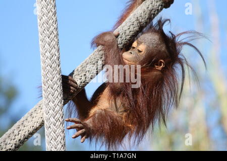 Baby Orangutan Stockfoto