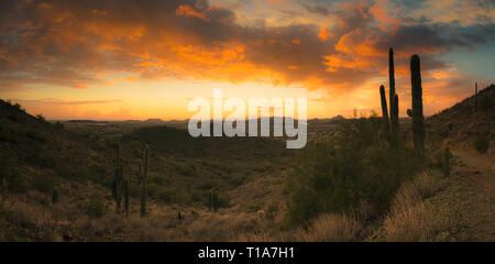Ein Panorama mit einem Sonnenuntergang in der Wüste außerhalb von Phoenix, AZ. Dieses Bild sieht im Westen mit Saguaro Kaktus und bergige Wüste Gelände. Stockfoto