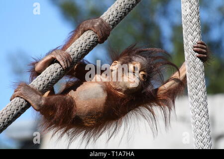 Baby Orangutan Stockfoto