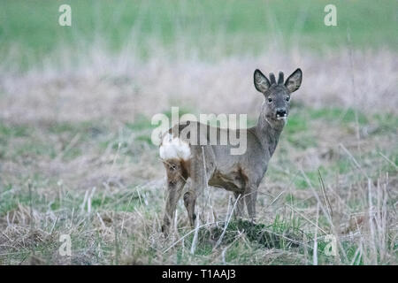 Wenig Rehe an den Fotografen suchen Stockfoto