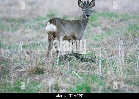 Wenig Rehe an den Fotografen suchen Stockfoto