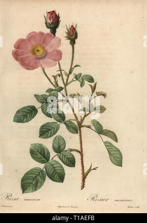 Rosa Rose, Rosa muscosa, Rosier Mousseux. Dichtfläche Kupferstich von Gouten handkoloriert a la poupee nach einem botanischen Illustration von Pierre-Joseph Redoute aus der ersten Folio-ausgabe von Les Roses, Firmin Didot, Paris, 1817. Stockfoto