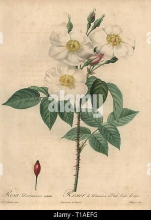 Weiß Damascener Rose, Rosa x damascena. Rosa damascena subalba, Rosier de Damas ein Petale teinte de Rose. Dichtfläche Kupferstich von Jean Baptiste Chapuy handkoloriert a la poupee nach einem botanischen Illustration von Pierre-Joseph Redoute aus der ersten Folio-ausgabe von Les Roses, Firmin Didot, Paris, 1817. Stockfoto