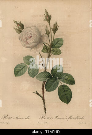 Weißkohl Rose, Rosa muscosa Alba, Rosier mousseux Ein fleurs Blanches. Rosa centifolia muscosa f.. Dichtfläche Kupferstich von Pierre Gabriel Langlois handkoloriert a la poupee nach einem botanischen Illustration von Pierre-Joseph Redoute aus der ersten Folio-ausgabe von Les Roses, Firmin Didot, Paris, 1817. Stockfoto