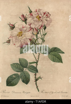 Rosa und weissen Damascener Rose, Rosa Damascena variegata, Rosier d'€™ York et de Lancaster. Dichtfläche Kupferstich von Rosine-Antoinette Bessin handkoloriert a la poupee nach einem botanischen Illustration von Pierre-Joseph Redoute aus der ersten Folio-ausgabe von Les Roses, Firmin Didot, Paris, 1817. Stockfoto