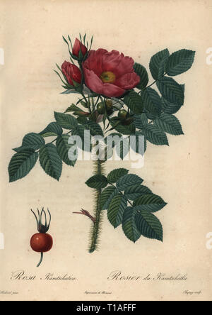 Crimson Japanische Rose, Rosa rugosa. Rosa kamtschatica, Rosier du Kamtschatka.. Dichtfläche Kupferstich von Jean Baptiste Chapuy handkoloriert a la poupee nach einem botanischen Illustration von Pierre-Joseph Redoute aus der ersten Folio-ausgabe von Les Roses, Firmin Didot, Paris, 1817. Stockfoto