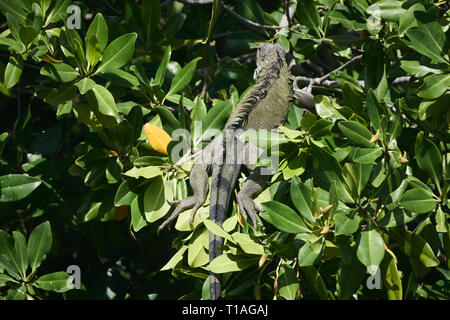 Schlangen, Eidechsen und Leguane in Aruba. Wenn Sie wie Echsen Aruba ist definitiv der Platz, zum zu sein… die Hälfte aller bekannten Eidechse Arten in Aruba befinden Stockfoto