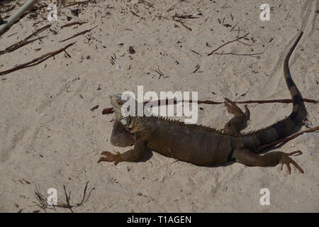 Schlangen, Eidechsen und Leguane in Aruba. Wenn Sie wie Echsen Aruba ist definitiv der Platz, zum zu sein… die Hälfte aller bekannten Eidechse Arten in Aruba befinden Stockfoto