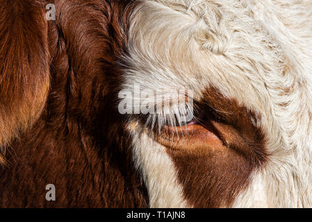 Auge und Kopf einer Kuh der Rasse Abondance in den Französischen Alpen. Stockfoto