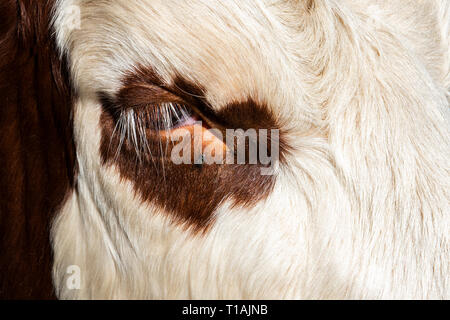 Auge mit Fliegen einer Kuh der Rasse Abondance in den Französischen Alpen. Stockfoto