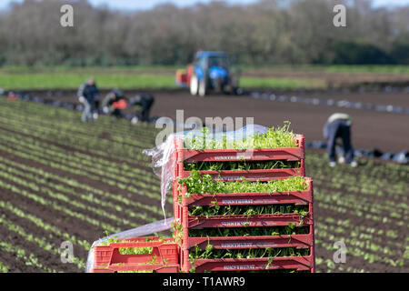 Pflanzen kommerzieller Salatpflanzen von Eisbergsalat in 'The Salad Bowl of Lancashire', einer sehr fruchtbaren Region. Das Gebiet ist ein großer Arbeitgeber von Wanderarbeitern aus der EU. In diesem Jahr nach dem Brexit erwarten die Bauern in diesem Sommer einen Mangel an temporären landwirtschaftlichen Einwanderern, um bei der Gemüseernte zu helfen. Stockfoto