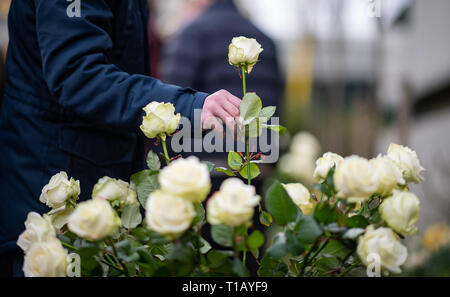 Haltern am See, Deutschland. 25 Mär, 2019. Ein Schüler legt eine weiße Rose auf dem Schulhof der Joseph König Gymnasium im Gedenken der 4. Jahrestag der Germanwings Crash in den Französischen Alpen. Nach Angaben der Ermittlungsbehörden, die co-pilot absichtlich zum Absturz des Airbus A320 von Barcelona nach Düsseldorf im Süden von Frankreich am 24. März 2015. Alle 150 Menschen an Bord ums Leben gekommen. Unter ihnen waren 16 Schüler und 2 Lehrer aus Haltern am See. Alle Schüler und Lehrer sowie dem Bürgermeister und den Vertretern der Kirche nehmen Teil an der Gedenkfeier auf dem Schulhof. Pho Credit: dpa p Stockfoto