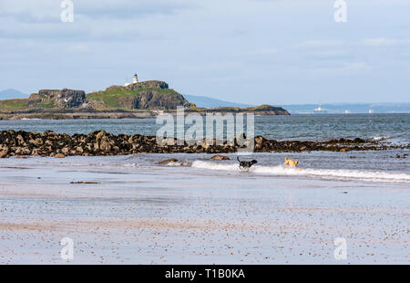 Firth-of-Forth, East Lothian, Schottland, Vereinigtes Königreich, 25. März 2-19. UK Wetter: Frühling Sonnenschein an der Küste, die Teil der John Muir, mit Menschen im Freien genießen. Hunde spielen im Wasser bei Ebbe mit fidra Insel und Leuchtturm, den vermeintlichen Inspiration für Robert Louis Stevensons Roman die Schatzinsel Stockfoto