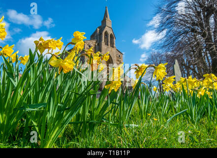 Melton Mowbray 25 März 2019: blauen Himmel und Narzissen, Symbol für Freundschaft, eine der beliebtesten Blumen. Clifford Norton Alamy Live News.. Stockfoto