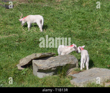 Sheeps Head Halbinsel, West Cork, Irland, 25. März 2019 Die erste der Feder Lämmer mit einem warmen Frühling Tag auf das frische grüne Gras zum ersten Mal. Credit: aphperspective/Alamy leben Nachrichten Stockfoto