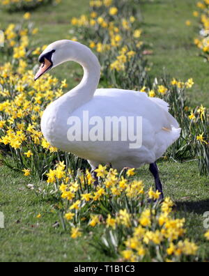 Glasgow, Schottland, UK, 25. März, 2019, UK Wetter: warme Wetter beginnt zu erscheinen mit dem Versprechen einer Afrikanischen plume sahen Schwäne spielen unter den Frühling im Park Knightswood Narzissen. Kredit Gerard Fähre / alamy Leben Nachrichten Stockfoto