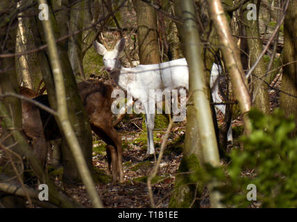 22. März 2019, Nordrhein-Westfalen, Mönchengladbach: Ein weißes Reh im Wald. Mit den ersten warmen Sonnenstrahlen weiß Sonnenschein Mönchengladbach Das Reh hat es wagte, seine Winter Versteck zu verlassen. Ein Wanderer durch die Wälder hatte ihn gesehen. Das roebuck ist offensichtlich, erklärte der Sprecher der Mönchengladbacher Kreisjägerschaft (KJS), Dirk J. Brauner. Foto: Ludger Horstmann/dpa Stockfoto