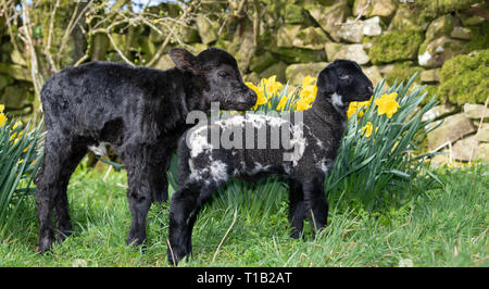 Cumbria, Großbritannien. 25. Mär 2019. Daisy Duke der pet-Lamm mit seinem Kameraden, Minnie, die winzigen Aberdeen Angus Kalb, genießen Sie den Sonnenschein in der daffodills. Minnie war über das Wochenende in Cumbria geboren. Sie ist zu klein auf ihre Mutter zu bleiben, nur 15 kg Gewicht und 23 cm hoch, so ist das Leben mit den Farmen pet Lämmer! Eine normale Angus Kalb wiegt rund 45 kg bei Geburt Credit: Wayne HUTCHINSON/Alamy leben Nachrichten Stockfoto