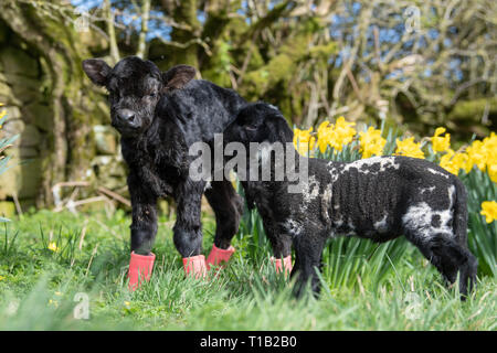 Cumbria, Großbritannien. 25. Mär 2019. Daisy Duke der pet-Lamm mit seinem Kameraden, Minnie, die winzigen Aberdeen Angus Kalb, genießen Sie den Sonnenschein in der daffodills. Minnie war über das Wochenende in Cumbria geboren. Sie ist zu klein auf ihre Mutter zu bleiben, nur 15 kg Gewicht und 23 cm hoch, so ist das Leben mit den Farmen pet Lämmer! Eine normale Angus Kalb wiegt rund 45 kg bei Geburt Credit: Wayne HUTCHINSON/Alamy leben Nachrichten Stockfoto