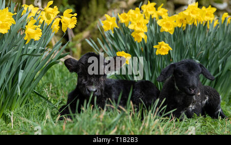 Cumbria, Großbritannien. 25. Mär 2019. Daisy Duke der pet-Lamm mit seinem Kameraden, Minnie, die winzigen Aberdeen Angus Kalb, genießen Sie den Sonnenschein in der daffodills. Minnie war über das Wochenende in Cumbria geboren. Sie ist zu klein auf ihre Mutter zu bleiben, nur 15 kg Gewicht und 23 cm hoch, so ist das Leben mit den Farmen pet Lämmer! Eine normale Angus Kalb wiegt rund 45 kg bei Geburt Credit: Wayne HUTCHINSON/Alamy leben Nachrichten Stockfoto