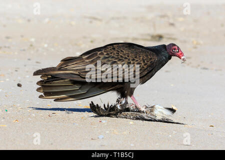 Truthahngeier (Cathartes Aura) Essen einen toten Vogel am Strand, Canaveral National Seashore. Stockfoto