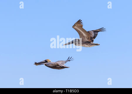 Zwei braune Pelikane (Pelecanus occidentalis) im Flug Stockfoto