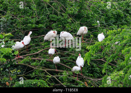 Weiße Ibisse (Eudocimus albus) Nester in einem Baum. Stockfoto