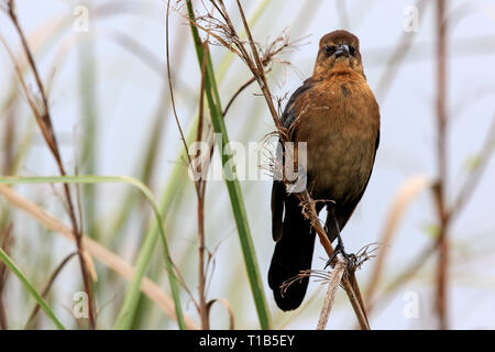 Weibliche Boot tailed grackle (Quiscalus major) Stockfoto