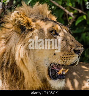 Eine Seitenansicht eines Lion's Head Stockfoto