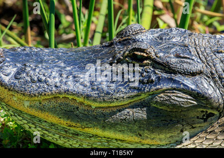 Nahaufnahme des Kopfes eines amerikanischen Alligator (Alligator mississippiensis) Stockfoto