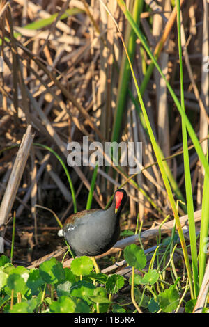 Gemeinsame sumpfhuhn (Gallinula chloropus) Stockfoto