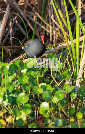 Gemeinsame sumpfhuhn (Gallinula chloropus) Stockfoto