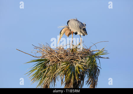 Steckverbinderpaar große Kanadareiher (Ardea herodias) am Nest, mit zwei jungen Küken (nicht sichtbar) Stockfoto